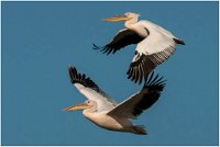 162 - PELICANS IN FLIGHT - DHARMADHIKARI SUDHEER - india <div